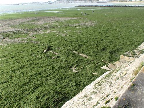 Vue de la plage du moulin blanc