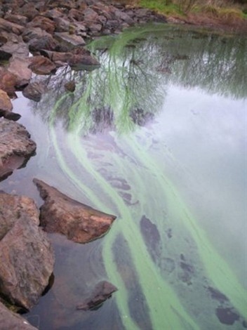 Cyanobactérie drennec